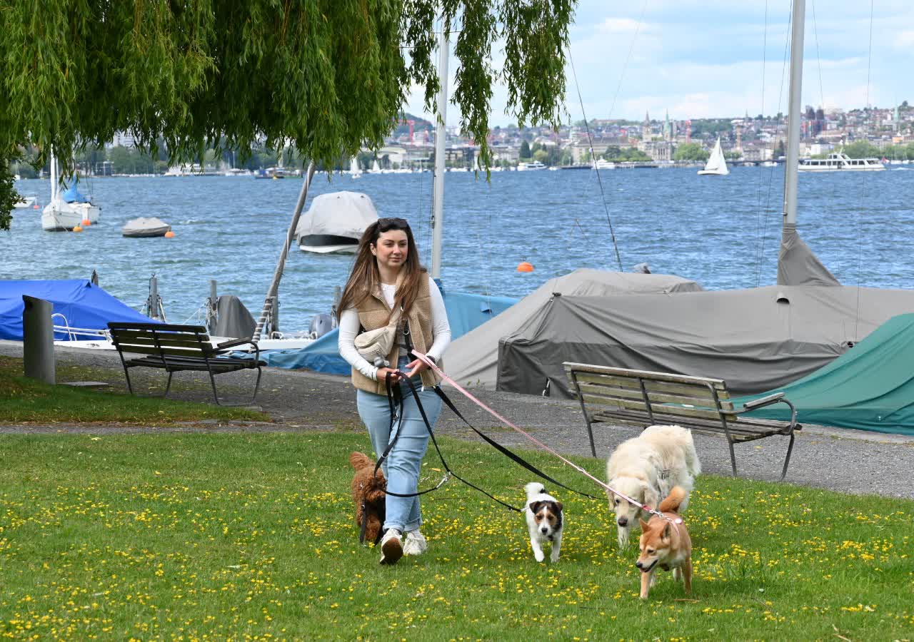 Elvira mit mehreren Hunden am See